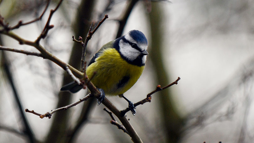 Blue Tit