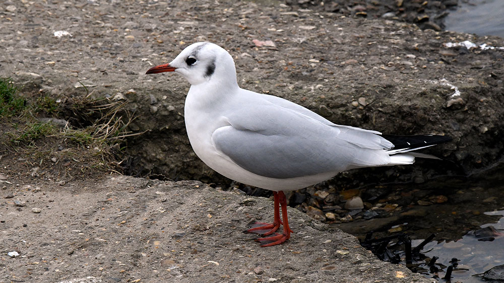 Black Headed Gull