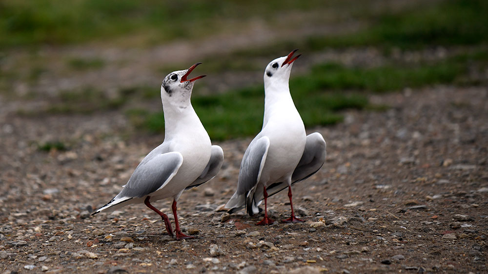 Black Headed Gulls