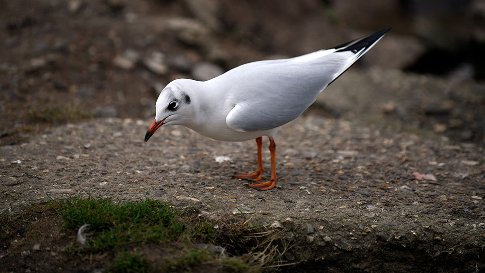 Black Headed Gull