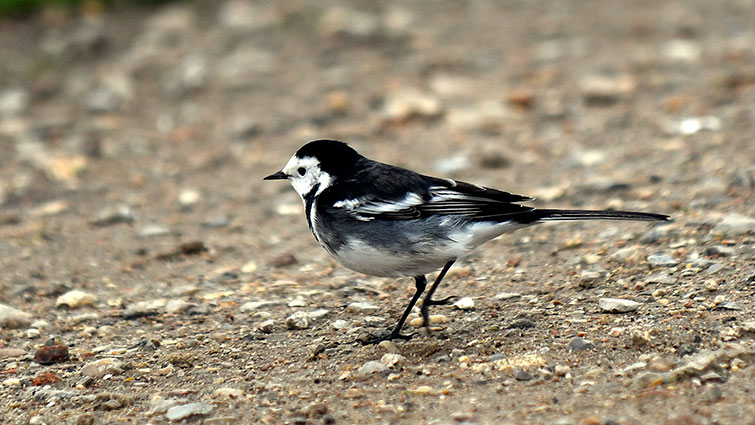 Pied Wagtail