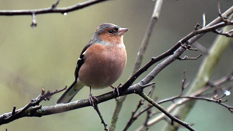 Chaffinch