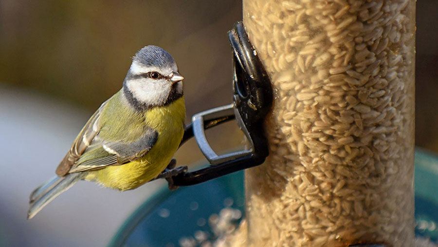 Blue Tit