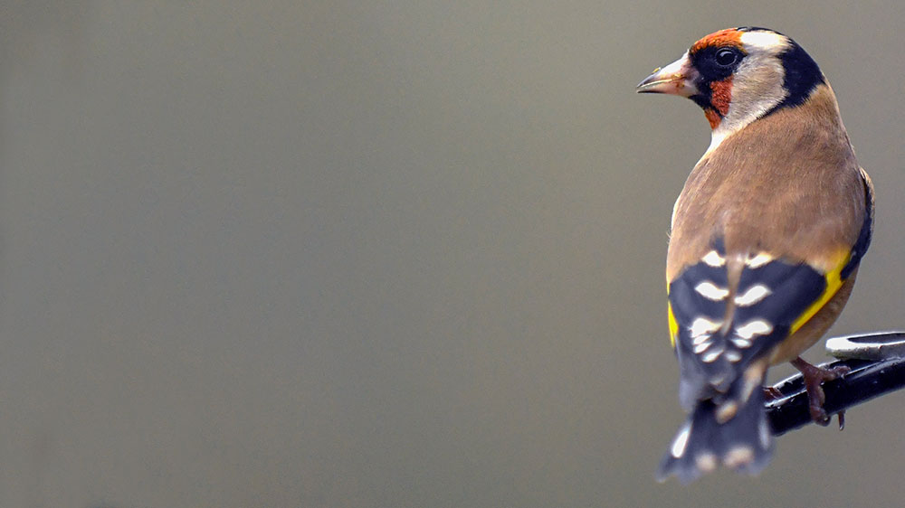 Goldfinch