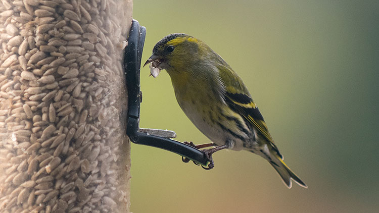 Siskin