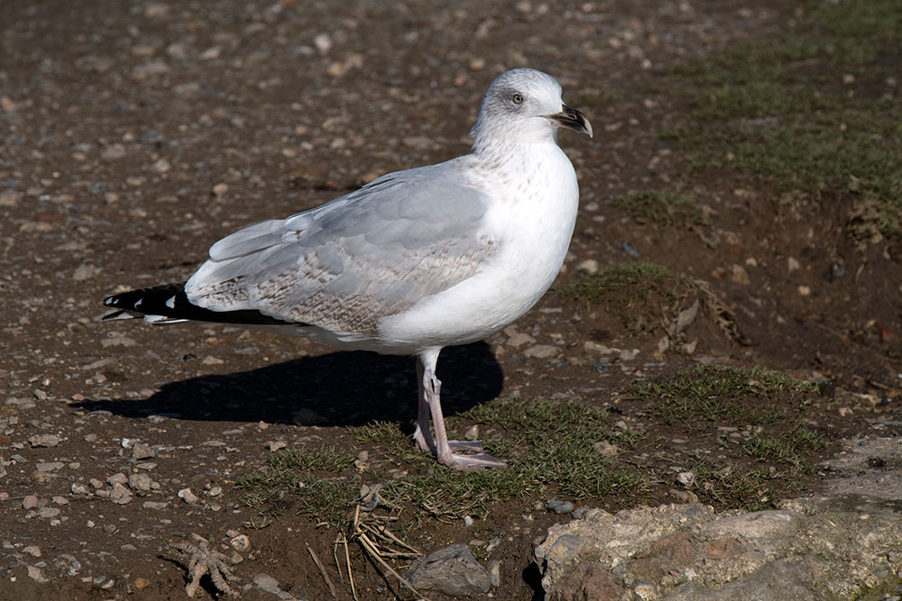 Herring Gull