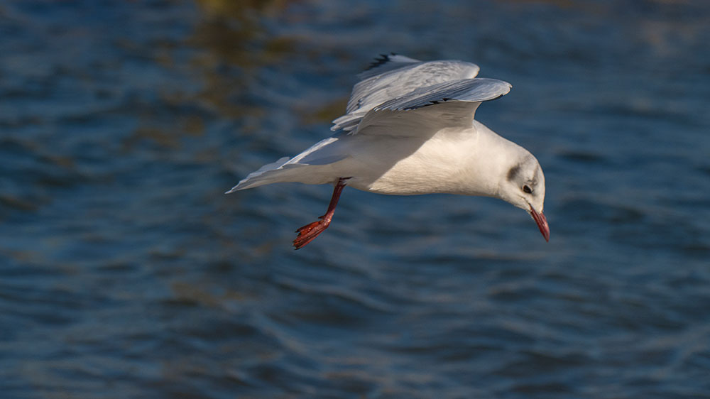 Black Headed Gull