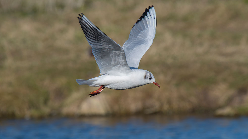 Black Headed Gull