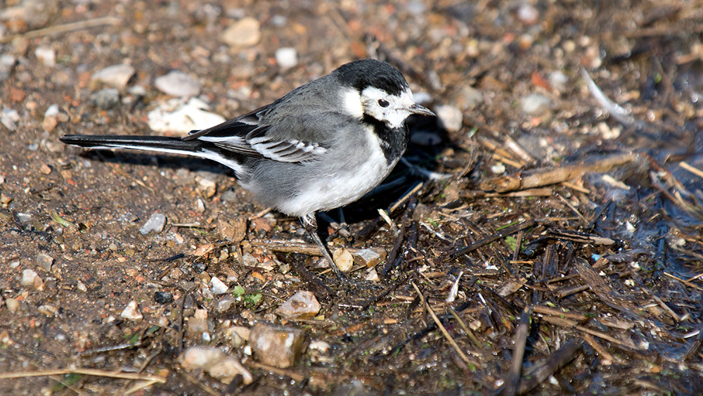 Pied Wagtail