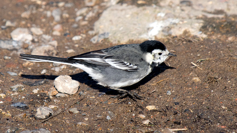 Pied Wagtail