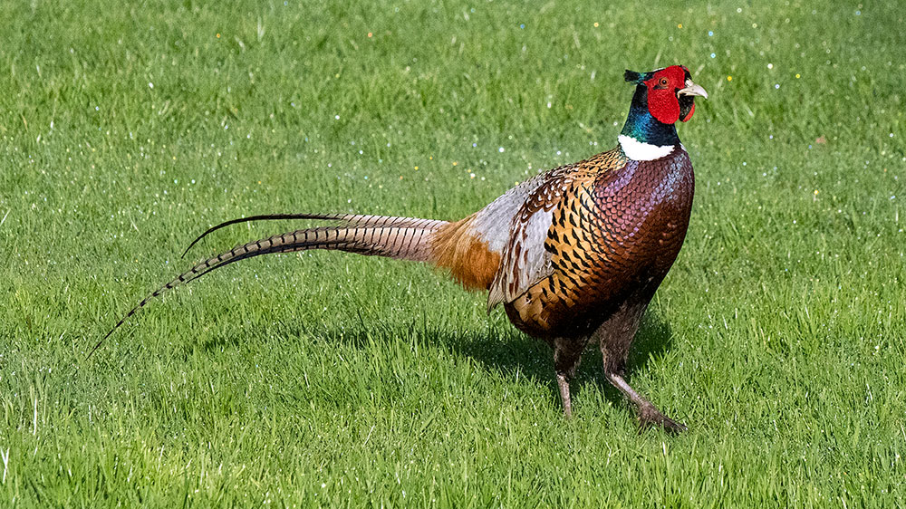 Pheasant