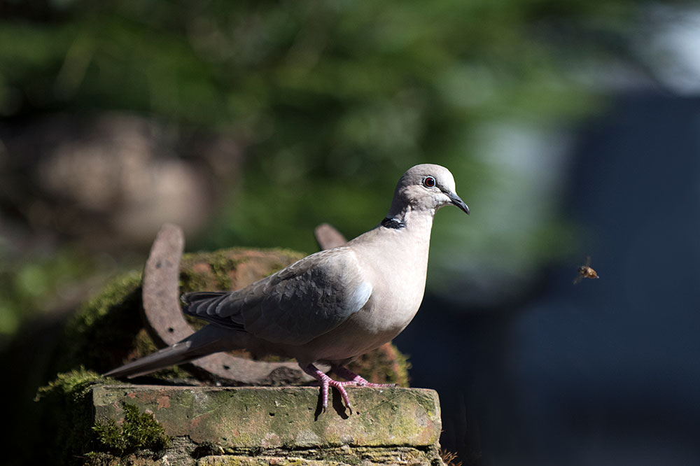 Collared Dove