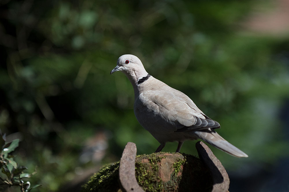 Collared Dove