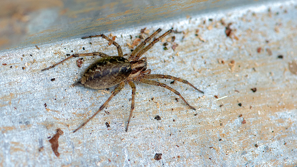 Lace Web Spider