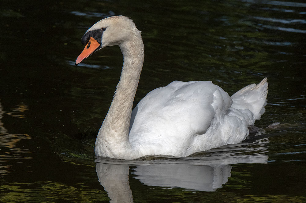 Mute Swan