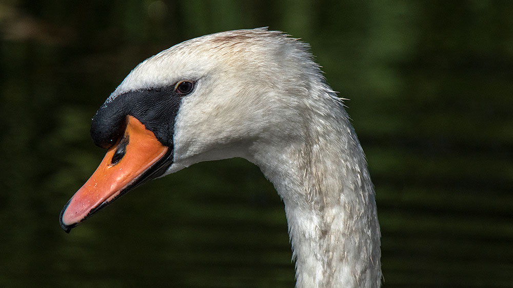 Mute Swan