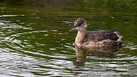 Little Grebe