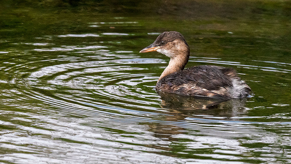 Little Grebe