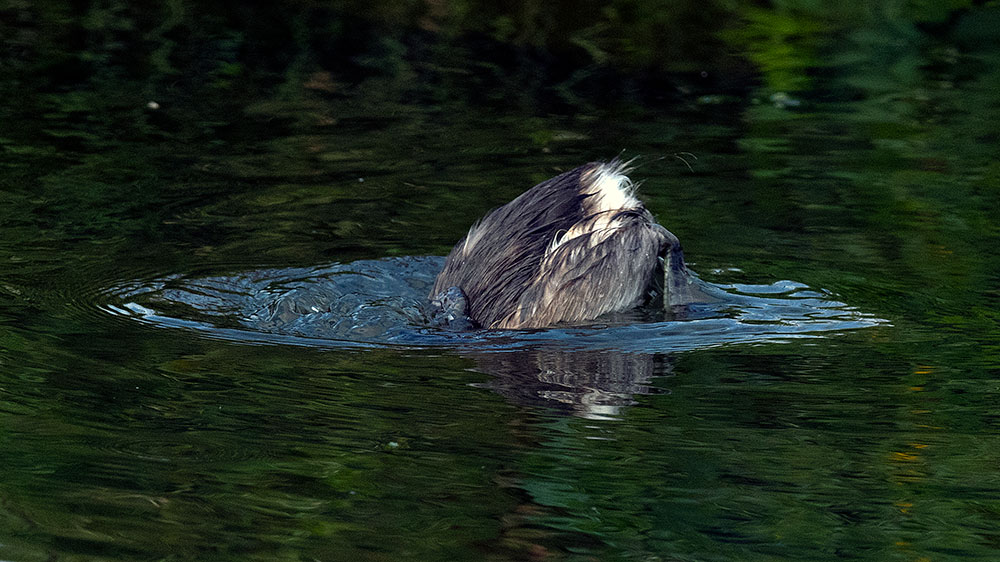 Little Grebe