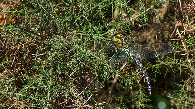 Southern Hawker