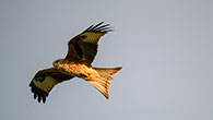 Red Kite