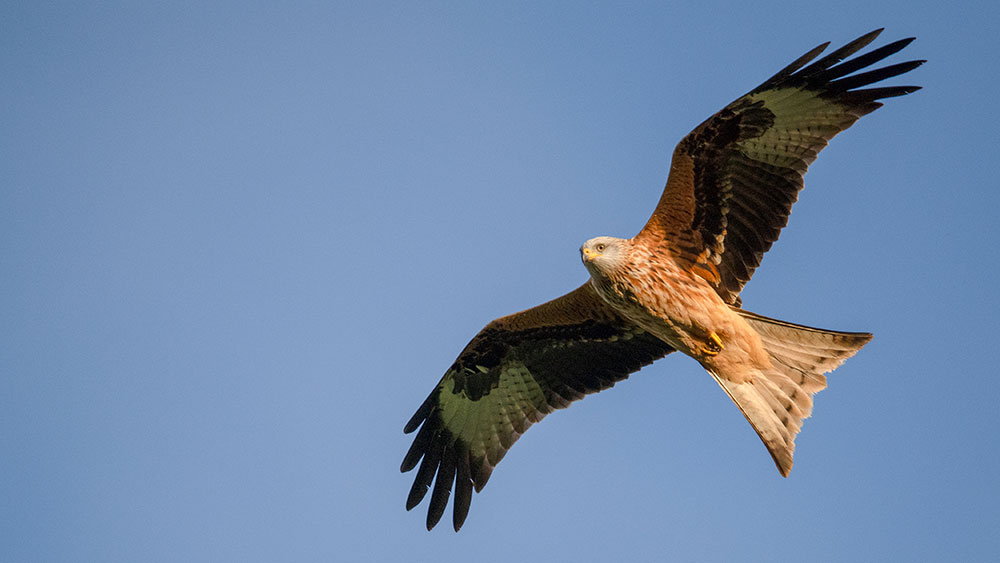 Red Kite