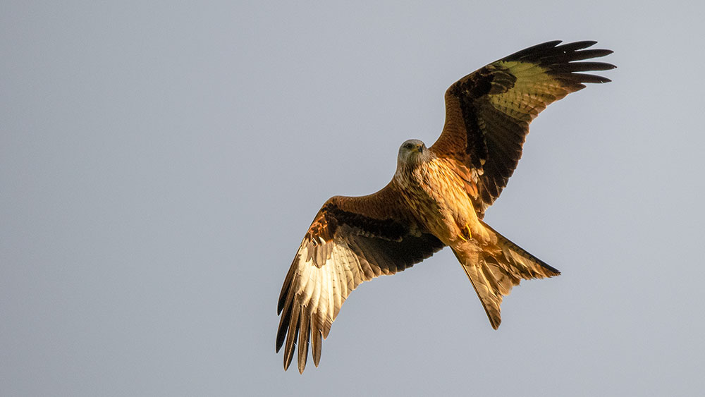 Red Kite