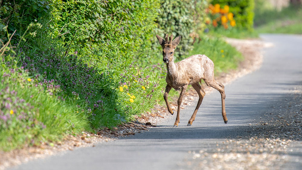 Roe Deer