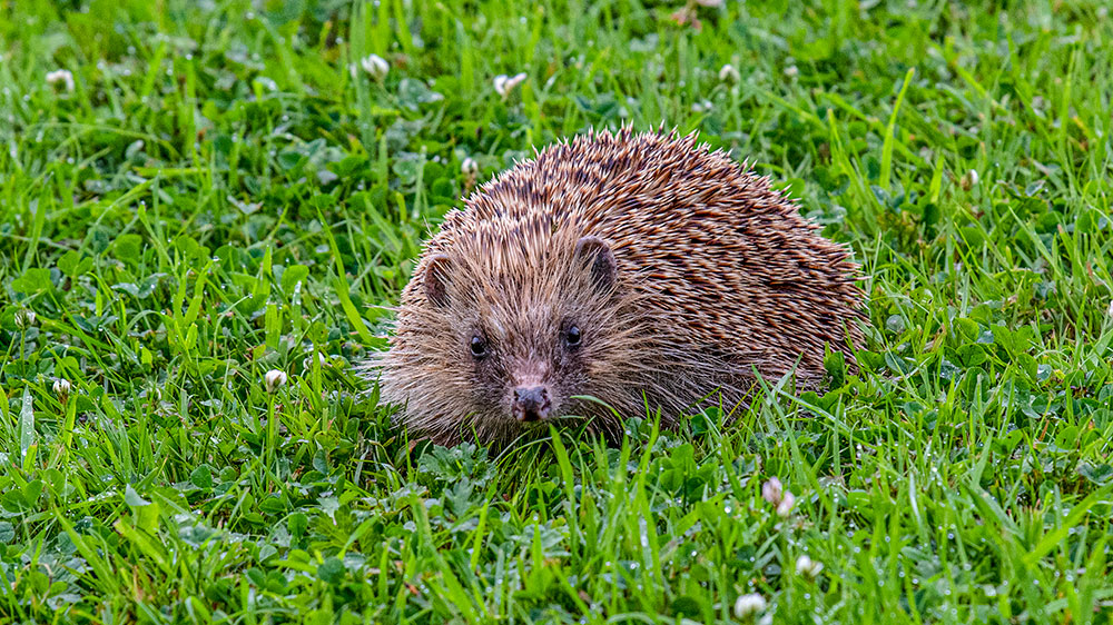 Hedgehog