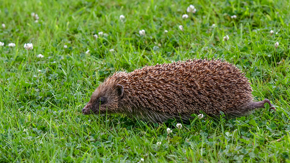 Hedgehog