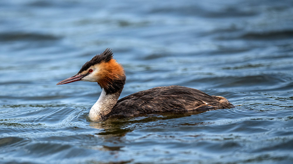 Gt Crested Grebe