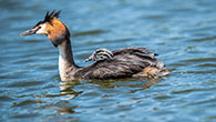 Gt Crested Grebe