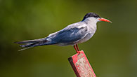 Common Tern