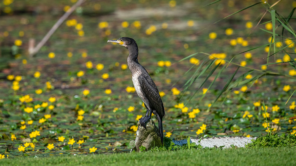 Cormorant