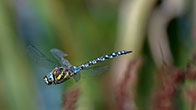 Migrant Hawker