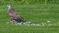 Buzzard