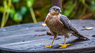 Sparrowhawk