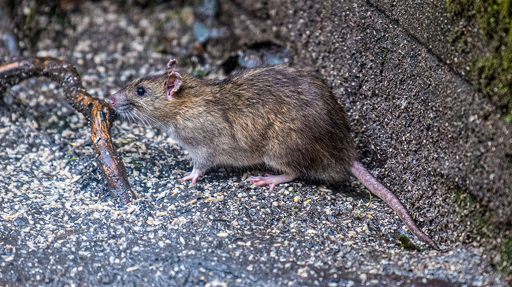 Brown Rat