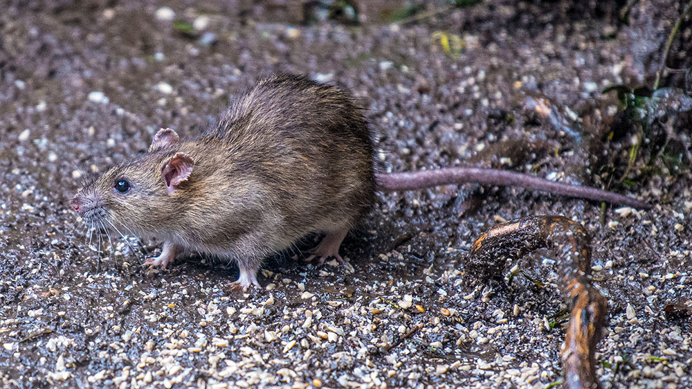 Brown Rat