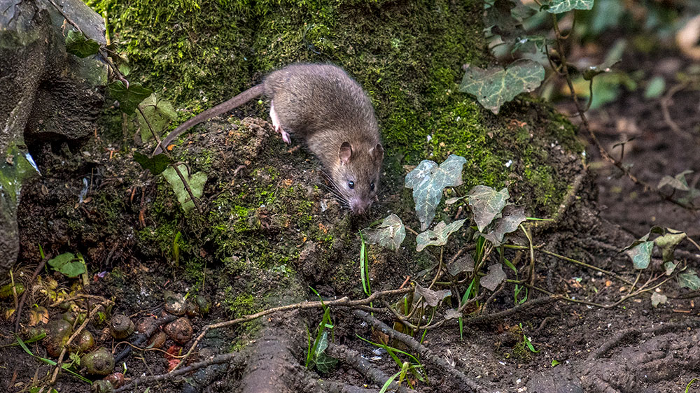 Brown Rat