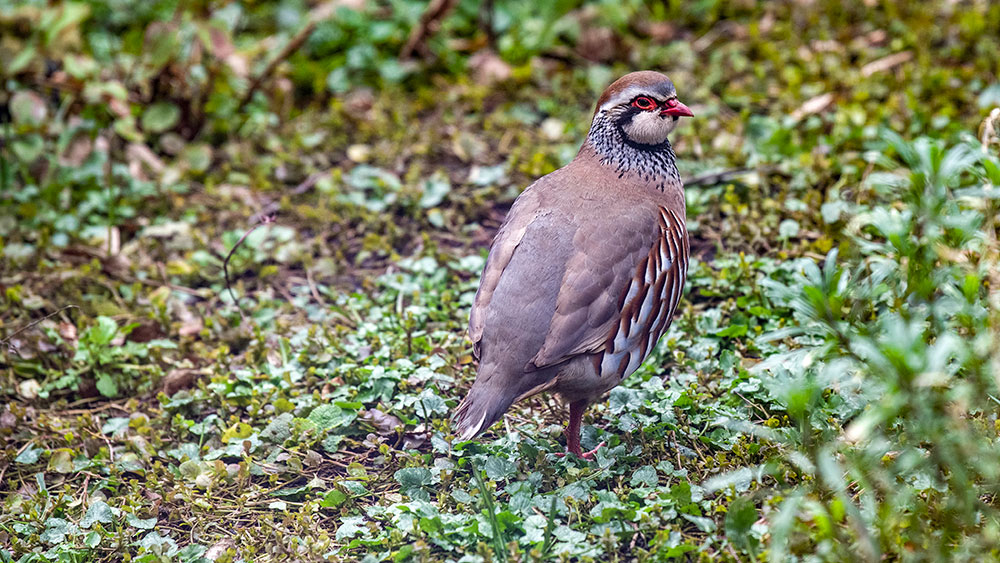 Red Legged Partridge