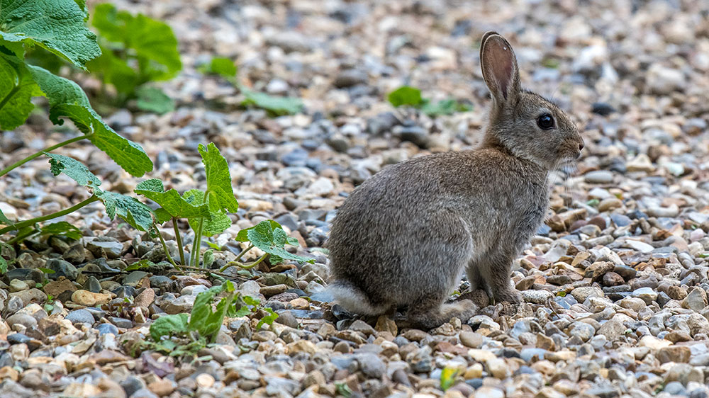 Rabbit