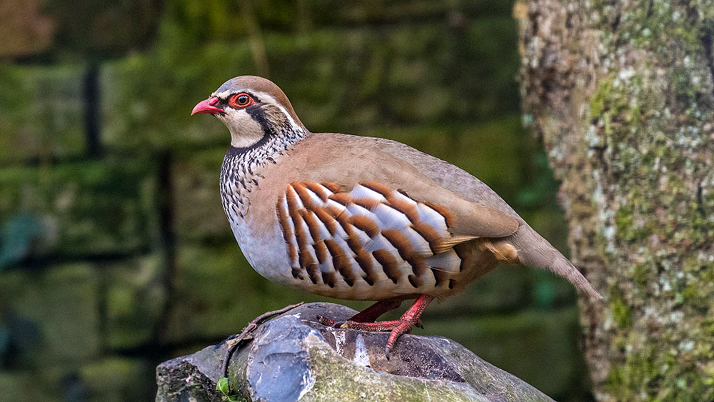 Red Legged Partridge