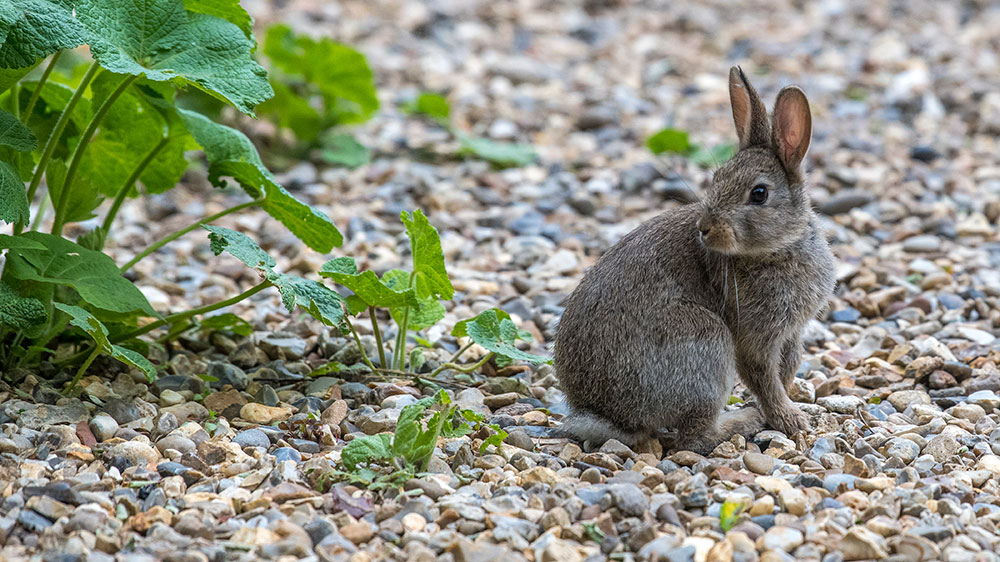 Rabbit