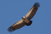 White Backed Vulture