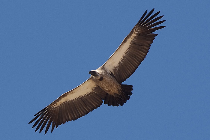 White Backed Vulture