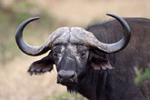 Buffalo