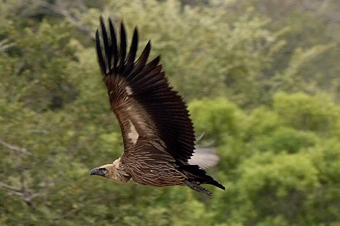 White Backed Vulture