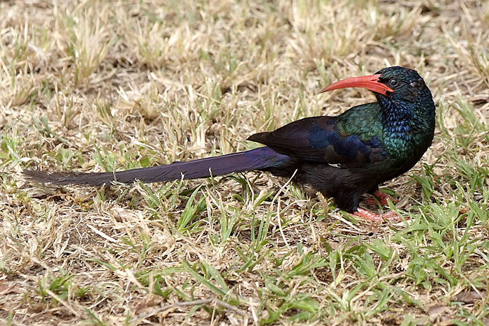 Redbilled Wood Hoopoe