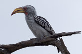 Yellow Billed Hornbill